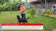 Chó Rottweiler vô địch Việt Nam 2018 Marvin Trại chó Rottweiler Gervi Kennel Hà Nội