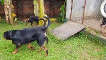 Trại chó Rottweiler Gervi Kennel Hà Nội thời điểm 2018 chuyên chó Rottweiler thuần chủng phả VKA FCI