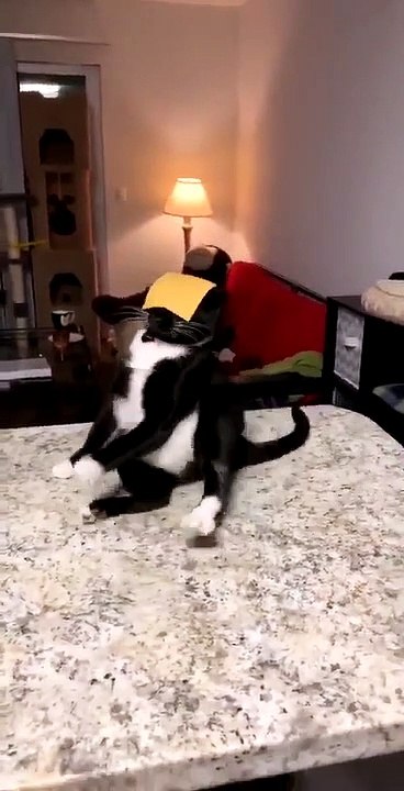 Cheese Challenge with her cat