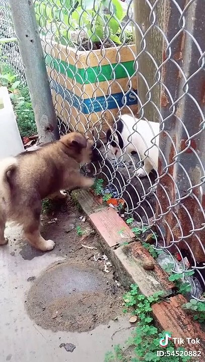 Dog & cat 48