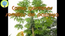 Como germinar semillas de papaya (Carica papaya)