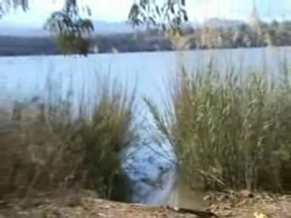 Crocodile de Madagascar