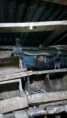 Home of pigeons!!