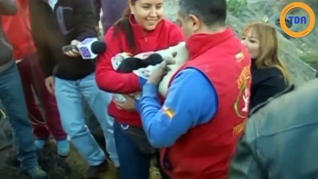 Pendant un incendie, une chienne enterre ses petits pour les protéger des flammes !