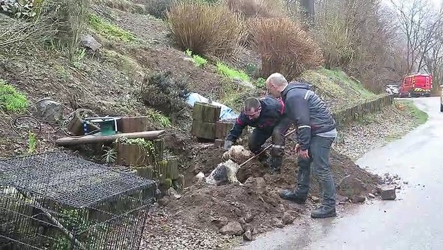 Dommartin-lès-Remiremont : après plusieurs heures bloqué dans une canalisation, un chien libéré par les pompiers