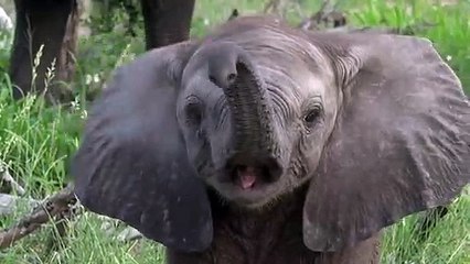 Baby Elephant Naps After Playtime With His Trunk