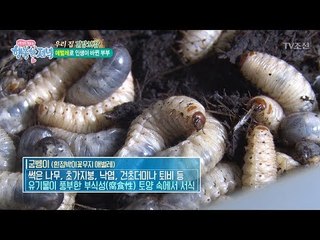 이제는 미래식량이 된 애벌레! [행복한 저녁] 50회 20170626