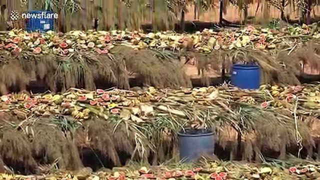 Elephants treated to 'all-you-can-eat' buffet as Thailand celebrates National Elephant Day