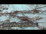 비싸게 팔리는 자연인의 고사리! [자연愛산다] 11회 20170627