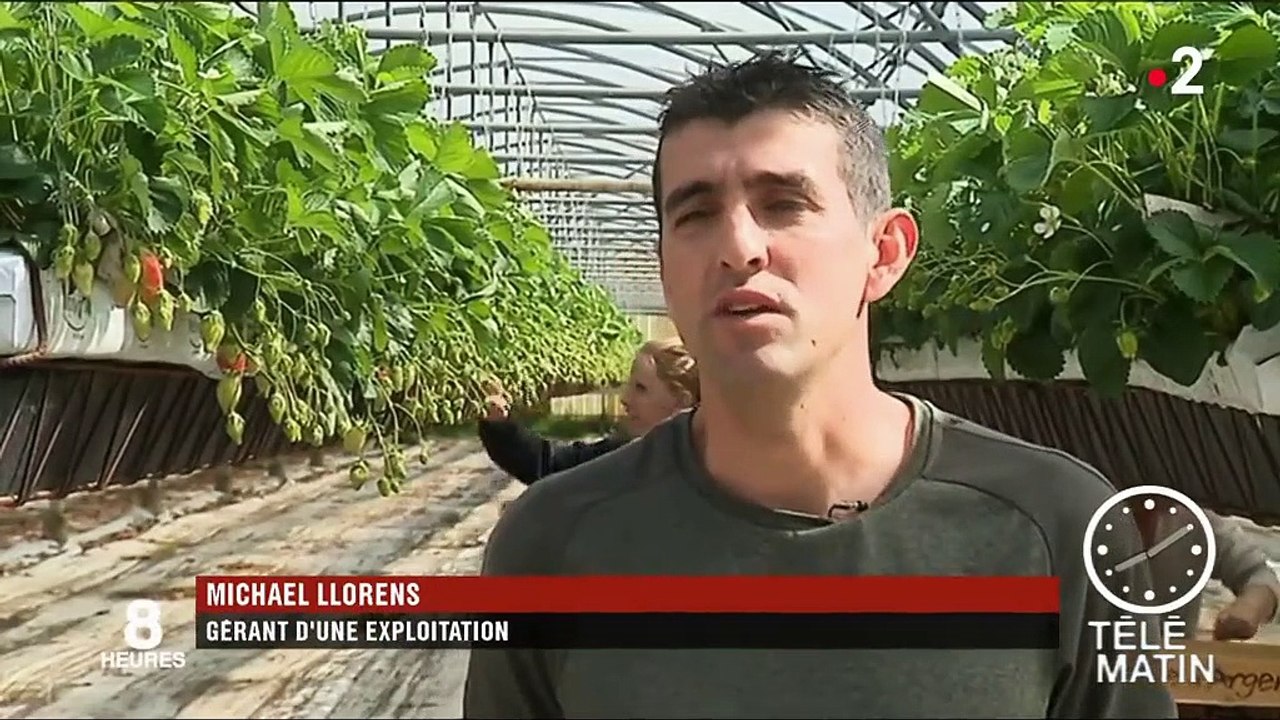 La fraise gariguette arrive sur les marchés