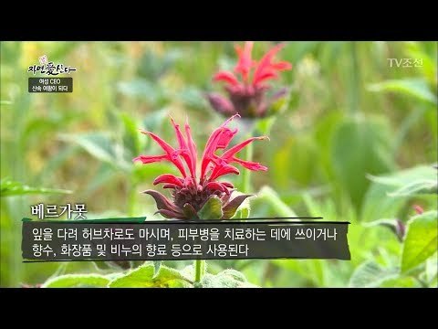우울증을 없애주는 꽃 ‘베르가못’ [자연愛산다] 13회 20170711