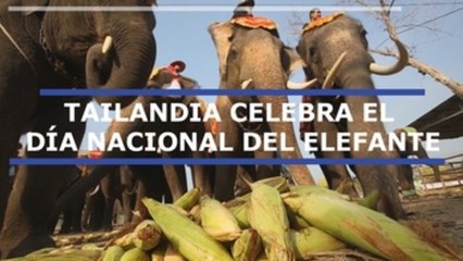 Tailandia celebra el Día Nacional del Elefante