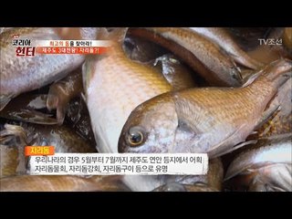 제주도의 삼대천왕 자리돔! 그 자태가 드러나다! [뉴 코리아 헌터] 57회 20170703