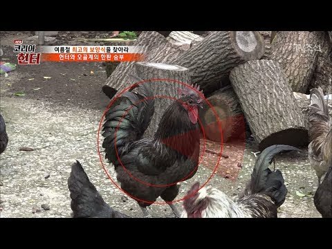 잡기도 쉽지 않은 오골계! 헌터와의 한판 승부! [뉴 코리아 헌터] 60회 20170724