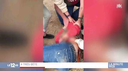 Attaquée par un jaguar en voulant faire un selfie - ZAPPING ACTU DU 13/03/2019