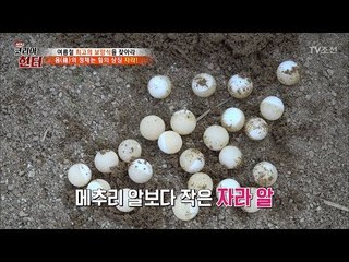 메추리알보다 작은 자라 알! 그 맛은? [뉴 코리아 헌터] 60회 20170724