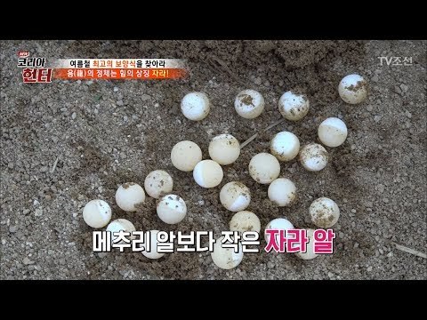메추리알보다 작은 자라 알! 그 맛은? [뉴 코리아 헌터] 60회 20170724