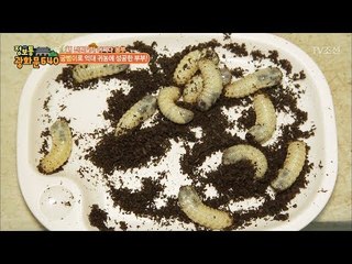 굼벵이로 연 매출 2억?! 귀농 성공 부부 [정보통 광화문 640] 19회 20170727