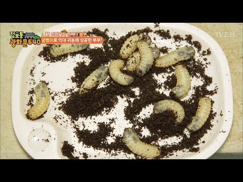 굼벵이로 연 매출 2억?! 귀농 성공 부부 [정보통 광화문 640] 19회 20170727