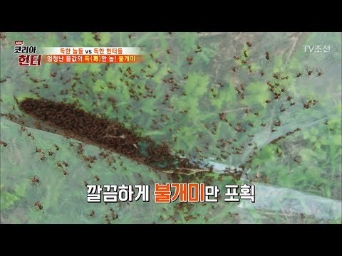 불개미 5g의 가격이 10만 원?! [뉴 코리아 헌터] 61회 20170731