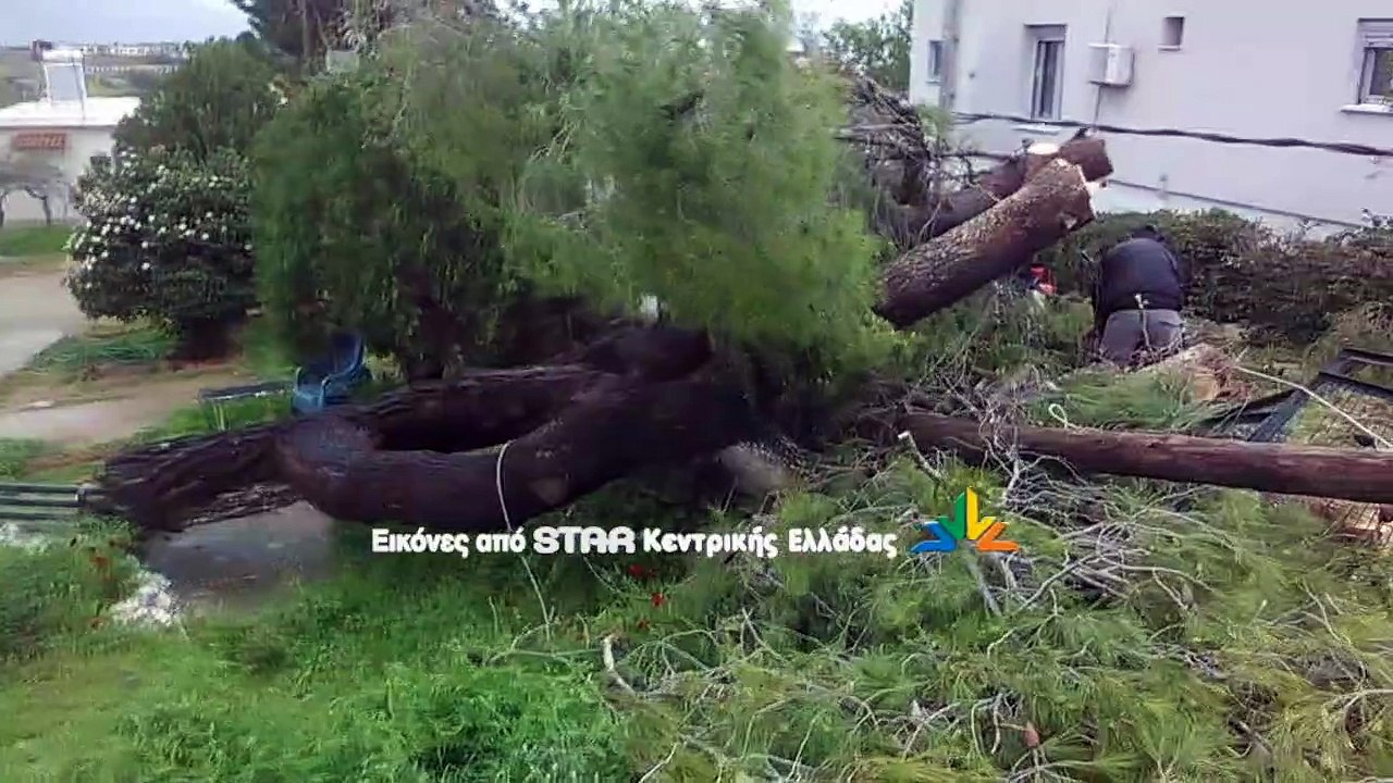 Χιόνια στα ορεινά, πτώσεις δέντρων και πλημμύρες στα πεδινά της Βοιωτίας