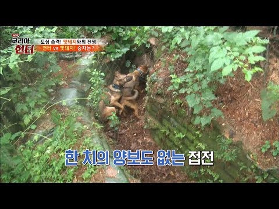 멧돼지 vs 사냥개, 최후의 승자는? [뉴 코리아 헌터] 62회 20170807