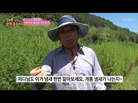 놀라운 천연 항암제! 개똥쑥! [정보통 광화문 640] 29회 20170810