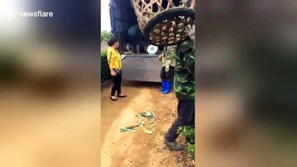 Pineapple farmers carry over 100-kilo-weight baskets showing immense strength