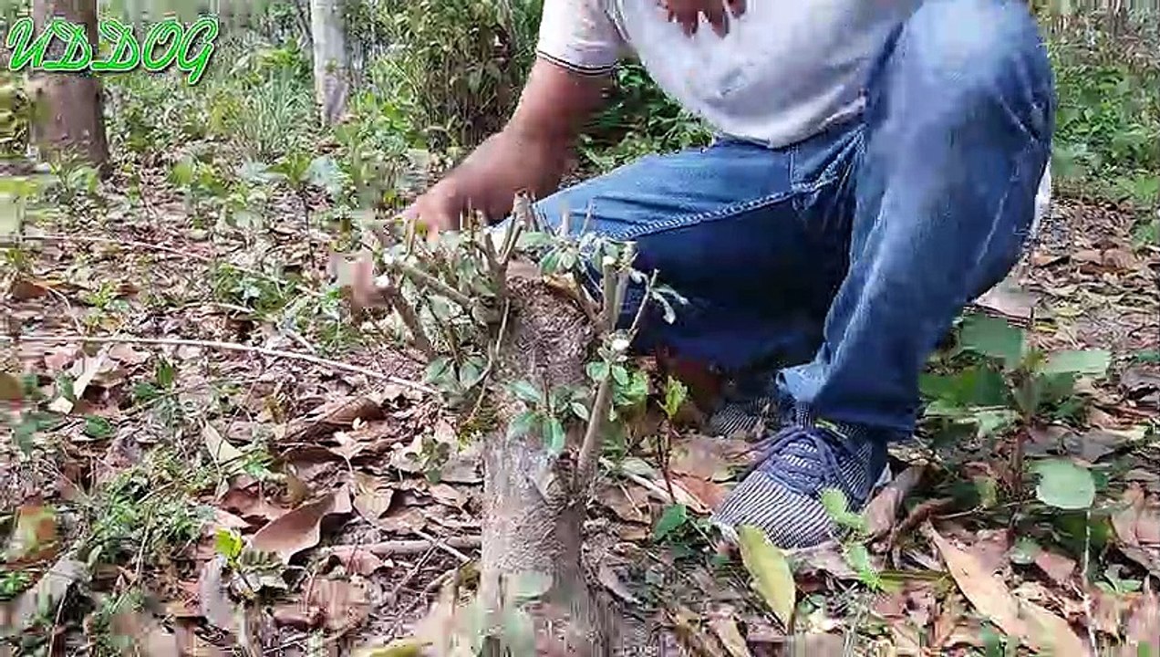 How to Cutting Bonsai by Cutting Pass- কিভাবে দ্রুত বনসাই করবেন দেখুন। HD