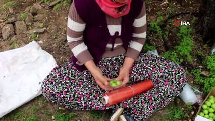 Mersin'de Örtü Altına Alınan Erik Bahçesinde İlk Hasat Yapıldı