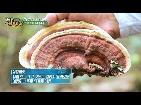 제작진과 함께 찾은 산 속 보물은? [정보통 광화문 640] 45회 20170901