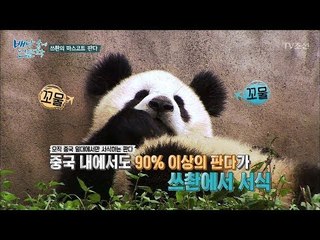 쓰촨의 마스코트! 판다의 귀여움! [배낭 속에 인문학] 11회 20170822