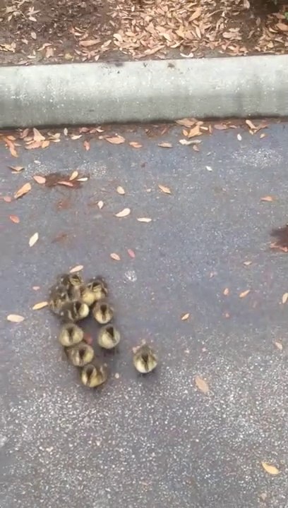 Ces poussins suivent cet homme comme si il était leur mère