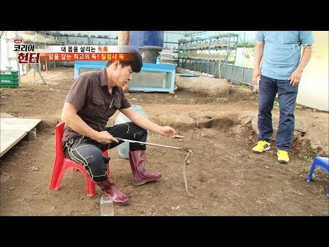 가장 센 독을 가진 칠점사의 독을 빼내는 헌터! [뉴 코리아 헌터] 65회 20170828