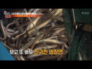 12일간의 붕장어 대장정! 결과는? [뉴 코리아 헌터] 67회 20170911