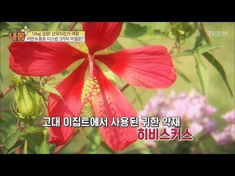 비만과 통증 잡는 꽃, ‘히비스커스’ 활용법 [내 몸 플러스] 71회 20170827