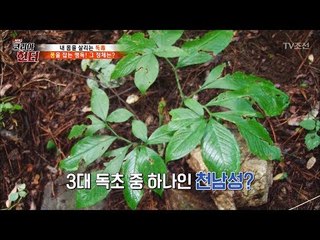 산삼과 똑같이 생긴 ‘독초’를 조심하세요 [뉴 코리아 헌터] 65회 20170828