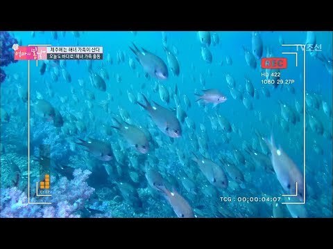 엄마의 일터! 제주도의 아름다운 바다 속! [엄마의 봄날] 104회 20170903
