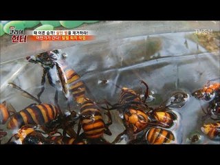 이만기, 말벌 퇴치 작업! 성난 벌들! [뉴 코리아 헌터] 66회 20170904