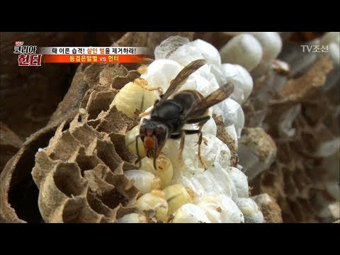 사람 죽이는 등검은말벌 vs 헌터 [뉴 코리아 헌터] 66회 20170904