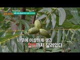 미국산 호두열매 ‘피칸’ 그 맛은? [정보통 광화문 640] 58회 20170920