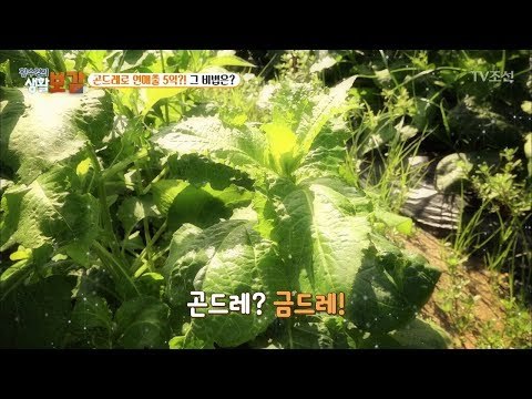 곤드레가 연매출 5억! 비법은? [황수경의 생활보감] 23회 20170909