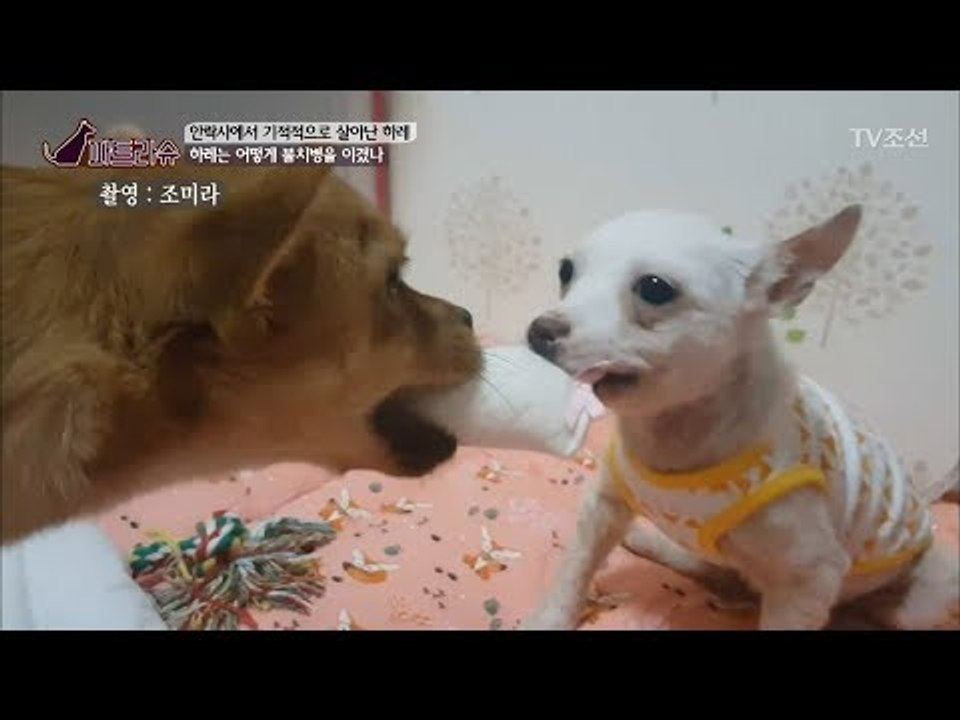 죽음까지 갔던 강아지를 도와준 또 다른 강아지 [파트라슈] 3회 20170923