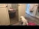 Dog Barks at Seeing Own Reflection in Mirror