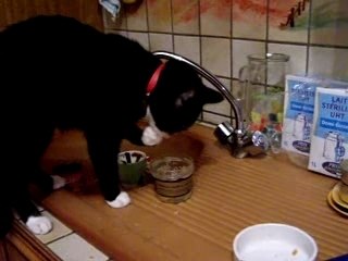 Le chat le + intelliigent xD , C'est le miien