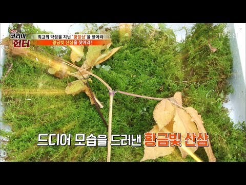 어우 눈부셔, 황금빛 산삼 등판! [뉴 코리아 헌터] 68회 20170918