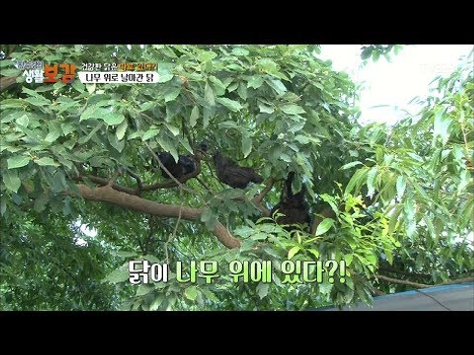 나무위에 닭이 있다?! [황수경의 생활보감] 24회 20170916