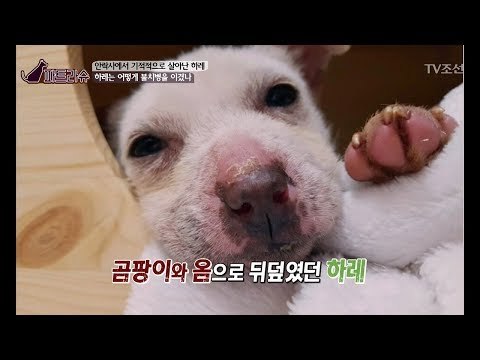 죽음 앞까지 간 불쌍한 아기 강아지 [파트라슈] 3회 20170923