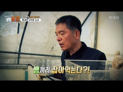 엄청난 식탐의 소유자 능구렁이! 뱀도 잡아먹는다? [황수경의 생활보감] 27회 20171007