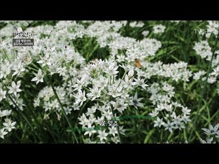 이 예쁜 꽃은 먹을 수 있는 부추라네 [자연愛산다] 24회 20170926